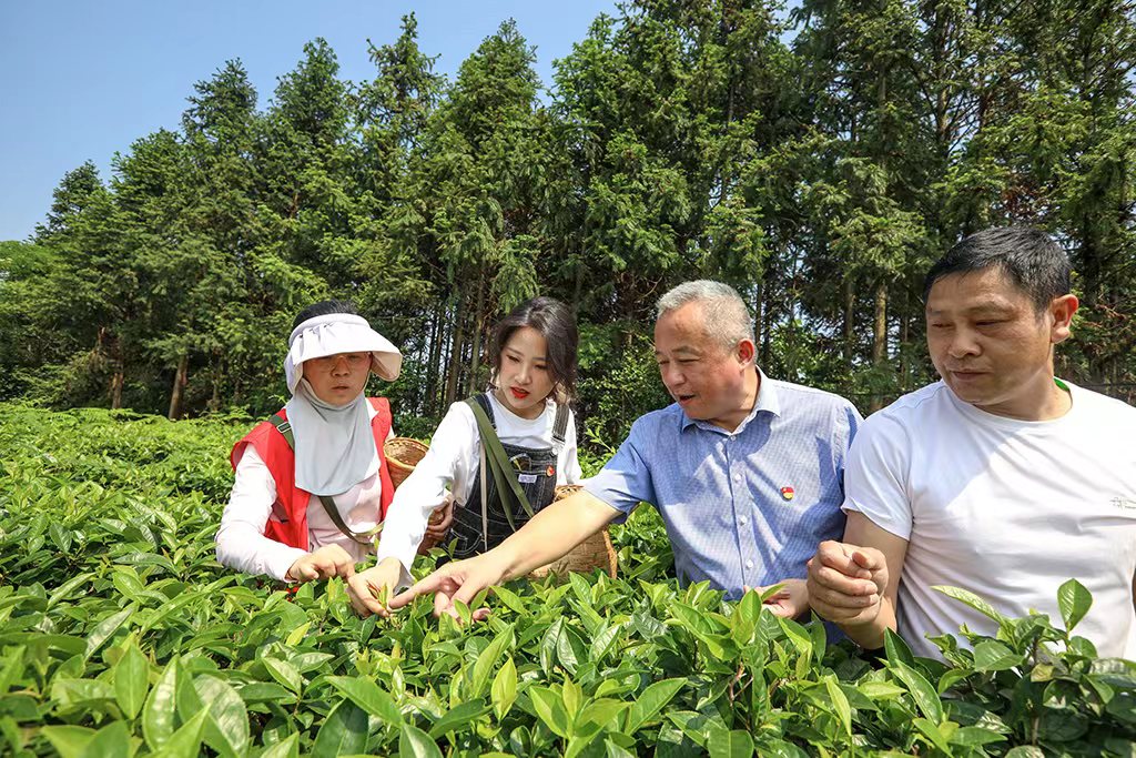 采茶助农正当时 主题党日暖人心