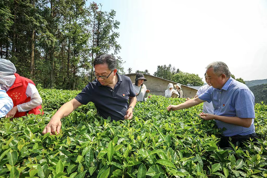 采茶助农正当时 主题党日暖人心